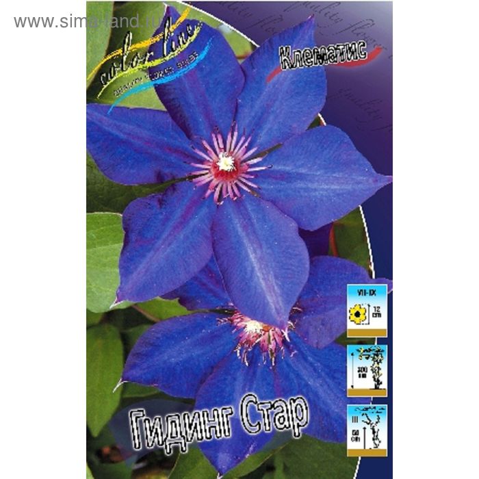 Clematis 'General Sikorski' plants Thompson & Morgan Clematis, Clematis plants,