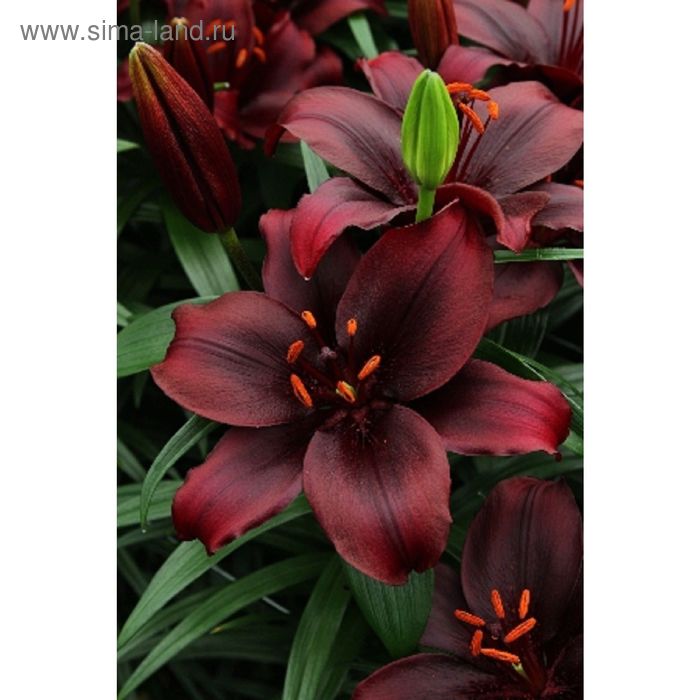 Лилии ПОИСК Агрохолдинг vesn.lilii.17, 100 г - купить по выгодным ценам в интерн