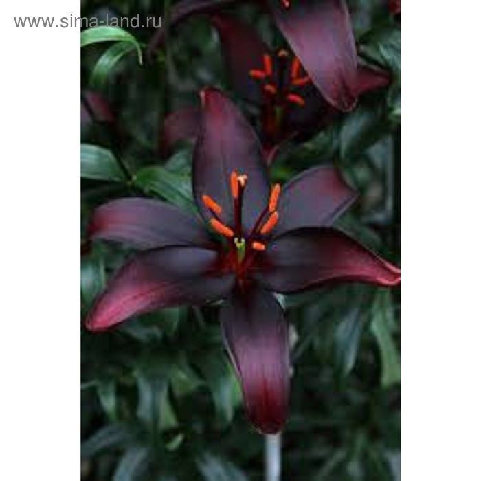 Lilium African Queen Avon Bulbs