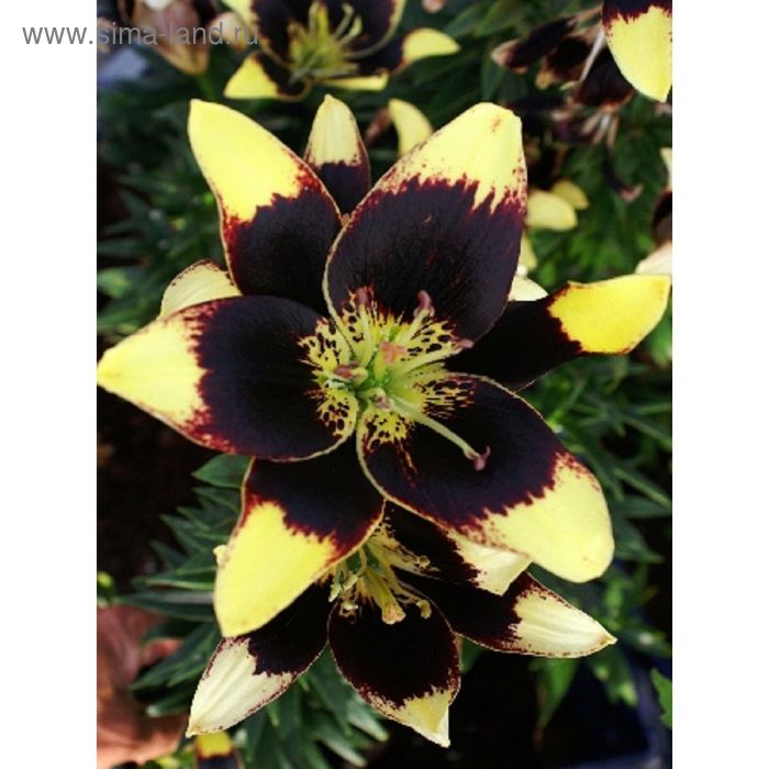 Луковицы Лилии купить по выгодной цене в интернет-магазине OZON (1675624457)