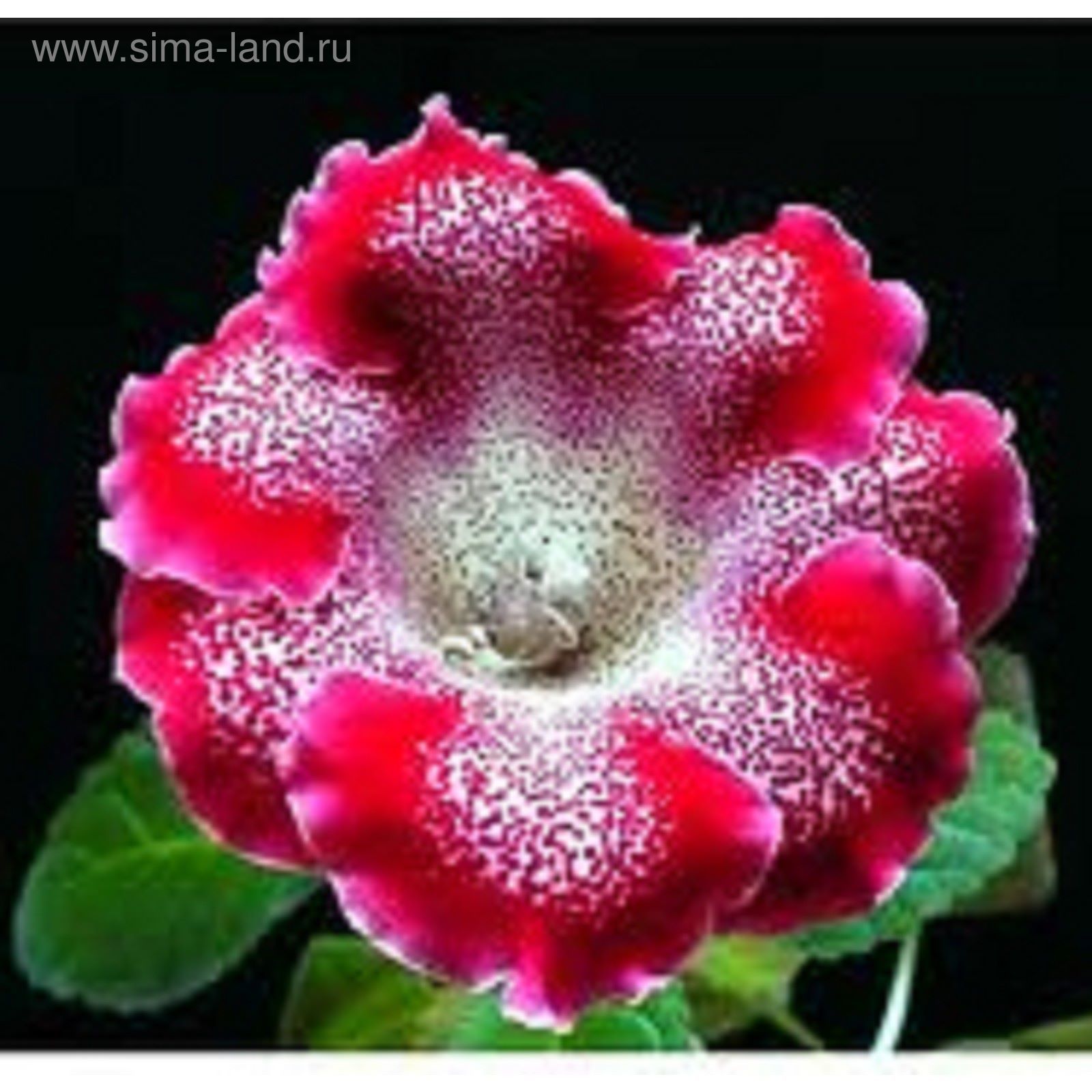 Крупные размеры и разнообразие форм