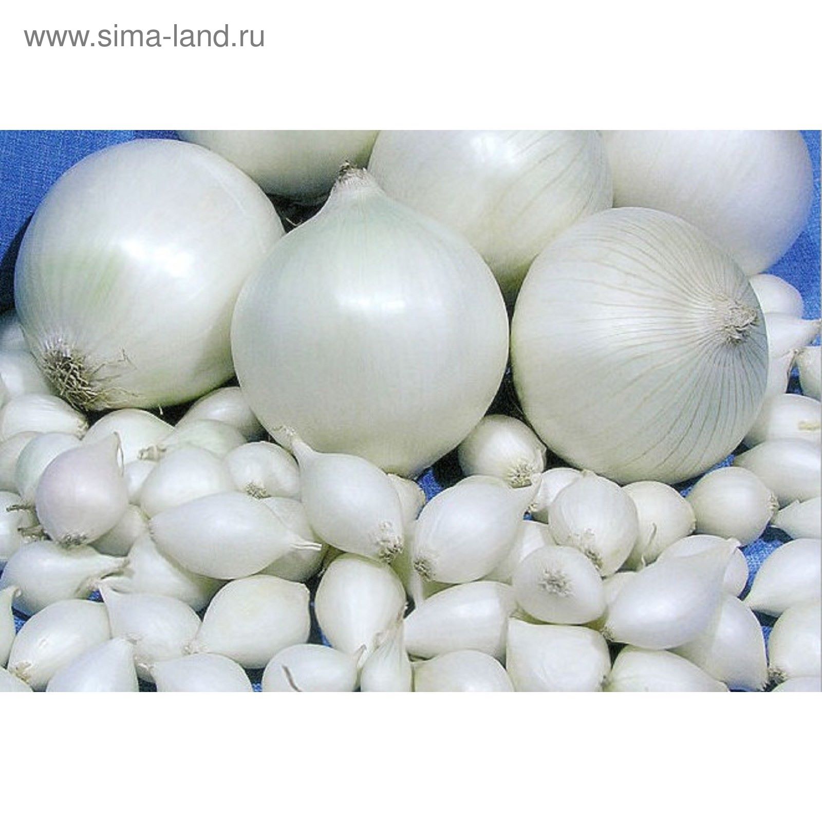 5 популярных сортов белого лука На грядке (Огород.ru)