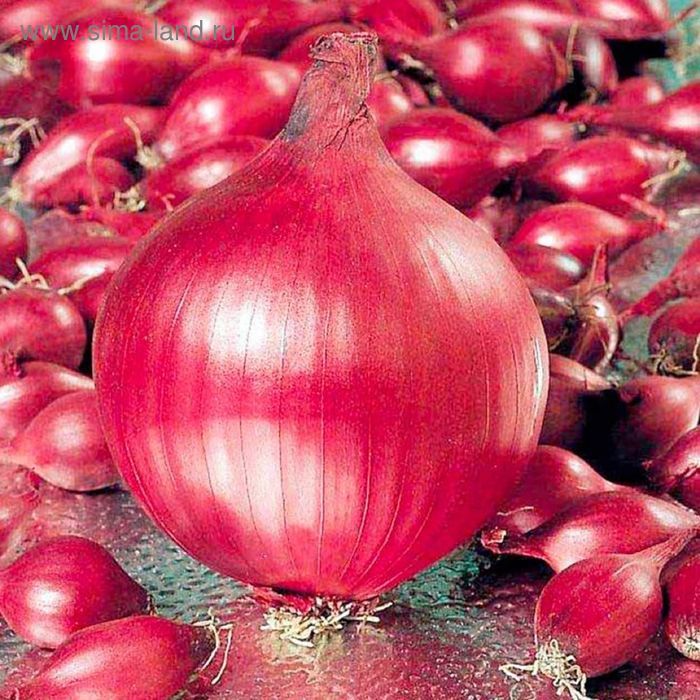 Лук-севок Кармен (красный) - купить с доставкой по России, недорого