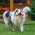 Игрушка для собак «3 сосиски», 50 см, на канате, винил, цвет МИКС - Фото 8