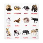 Обучающие карточки по методике Г. Домана «Дикие животные», 12 карт, А6 - Фото 3
