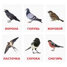 Обучающие карточки по методике Г. Домана «Птицы России», 12 карт, А6 - Фото 5