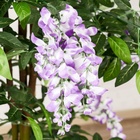 Дерево искусственное «Глициния», h=160 см 251636