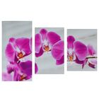Картина модульная на подрамнике "Розовая орхидея" 99*65 см - Фото 1