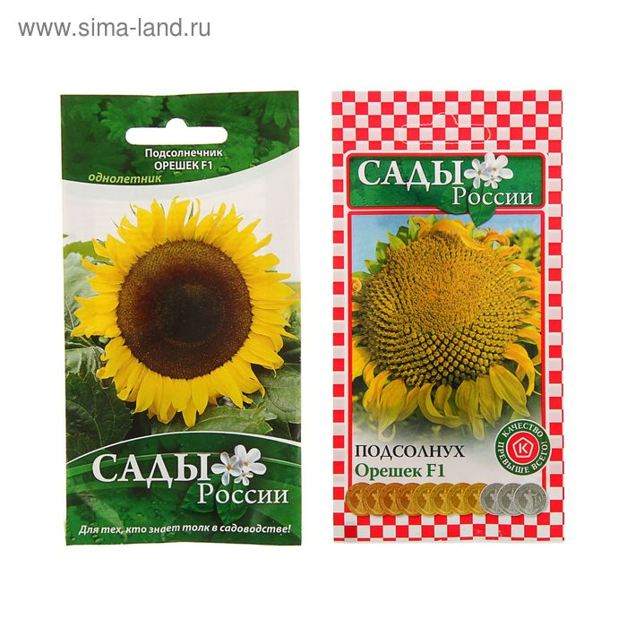 подсолнечник амели семена. сорт подсолнечника нсх498. семена подсолнечника алима грен 50 635. сушка семян подсолнечника. семечки подсолнуха для посадки.