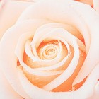 Комплект штор «Кремовые розы», размер 145 х 260 см, 2 шт., габардин - Фото 2