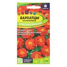 Семена цветов Бархатцы «Красная Вишня», ц/п, О, 0.2 г - Фото 3