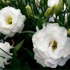 Семена цветов Эустома "Мариачи" Белая, О, 5 шт. - фото 5973228