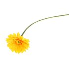 Цветы искусственные "Гербера Искра" 9*50 см, жёлтая - Фото 1