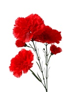 Цветы искусственные "Гвоздички" 8 67 см, красный - фото 809148708