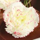 Цветы искусственные "Гвоздички" 8*67 см, бело-розовый - Фото 2