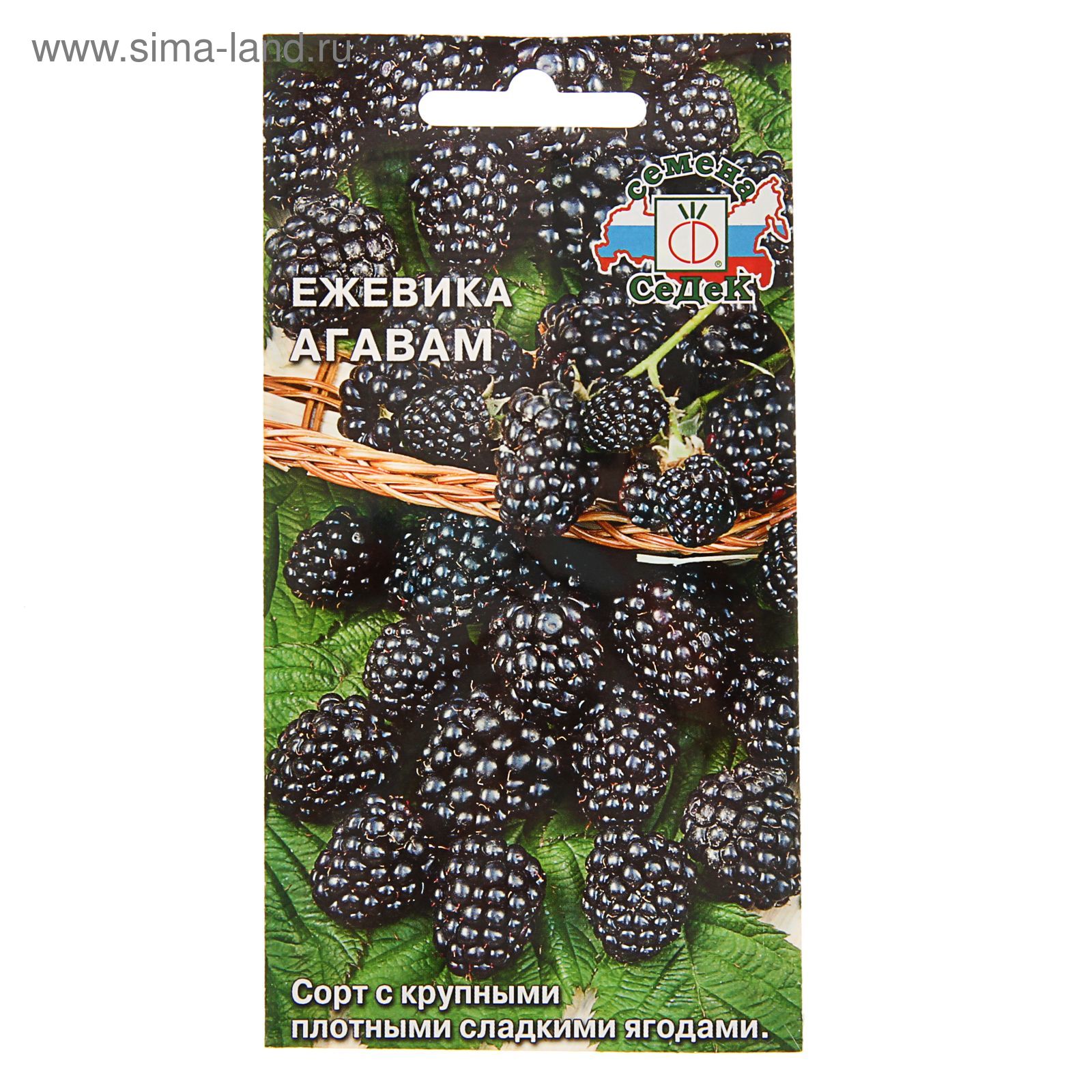 Ежевика Агавам Купить Саженцы