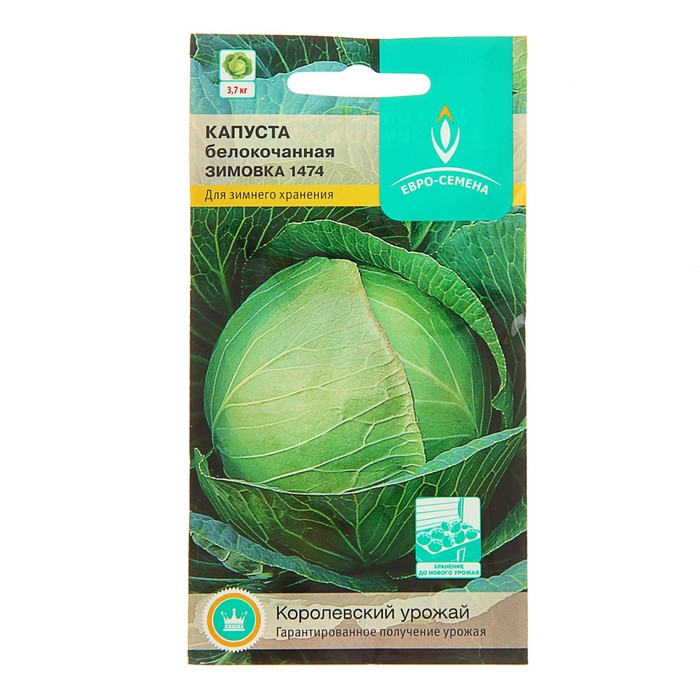 капуста зимовка описание. капуста б/к зимовка 1474. капуста зимовка 1474. капуста зимовка описание. капуста зимовка отзывы.