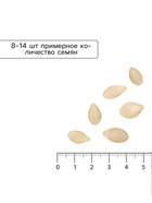 Семена Кабачок цуккини «Скворушка», «Лидер», 1.5-2 г - Фото 4
