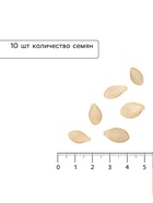 Семена Кабачок цукини «Аэронавт», 10 шт., «Аэлита» - Фото 4