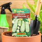 Семена Кабачок белоплодный «Грибовские 37», 8 шт., «Аэлита» - Фото 1