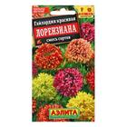 Семена цветов Гайлардия "Лорензиана", смесь окрасок, 0,3 г - фото 9427122