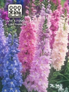 Семена цветов Дельфиниум «Гиацинт», 0.3 г, «АЭЛИТА» - Фото 3