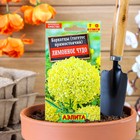 Семена цветов Бархатцы «Лимонное чудо» прямостоячие, О, 0.1 г - Фото 1