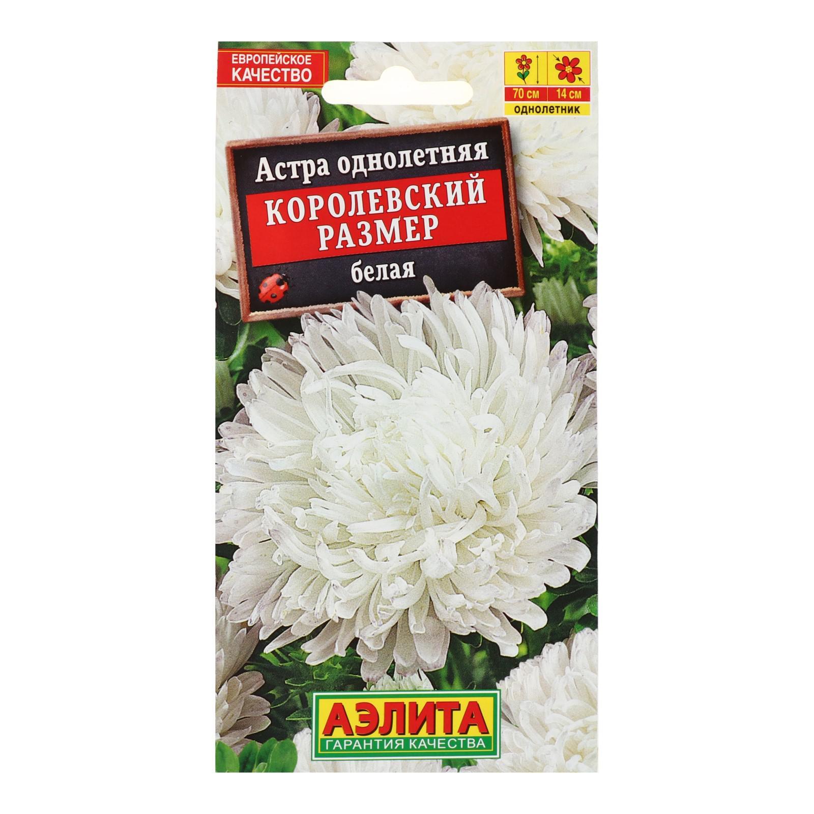 Астра Королевский Размер Цветущий сад 146050670 купить в интернет-магазине Wildb