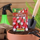 Семена Редис "18 дней" "Лидер", 2 г , - Фото 3