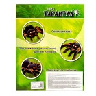 Паук радиоуправляемый «Тарантул», работает от батареек, световые эффекты - Фото 5