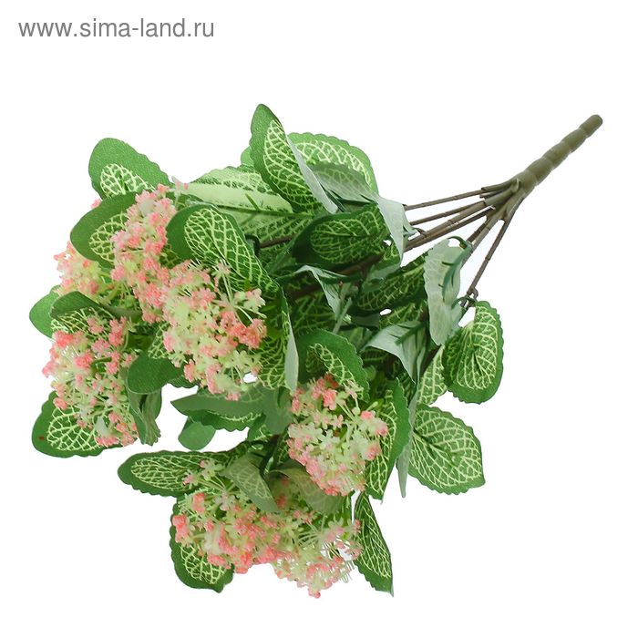 Букет "Фиттония с цветками" 35 см, микс - Фото 1