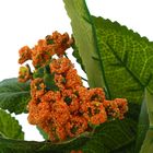 Букет "Хлорофитум" 35 см, микс - Фото 3