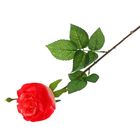 Цветы искусственные "Роза Мари" 8*55 см, коралловая - Фото 1