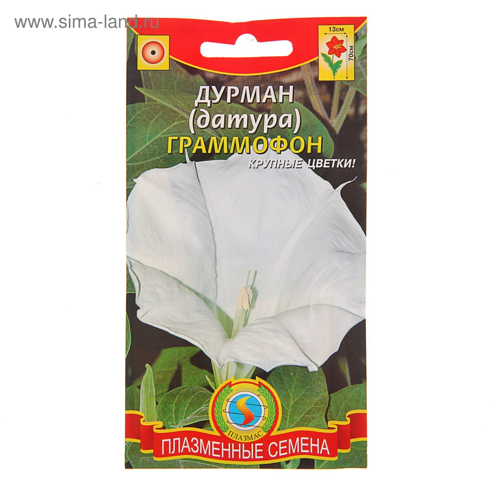 Датура семена фото Датура семена фото