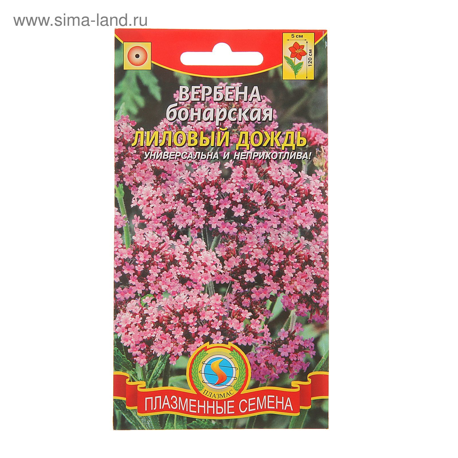 Как выглядят семена вербены бонарской фото Как выглядят семена вербены бонарской фото