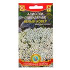 Семена цветов Алиссум Лобулярия "Белый ковер", О, 0,24 г - Фото 1