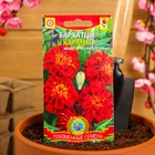 Семена Бархатцы "Кармен", красные с желтым, 45 шт - Фото 5