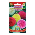 Семена Георгина махровая "Помпонная", смесь, 12 шт - Фото 1