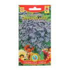 Семена цветов Гелиотроп "Морской бриз", О, 0,02 г - Фото 1