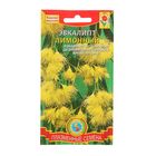 Семена комнатных цветов Эвкалипт "Лимонный", 3 шт. - Фото 1