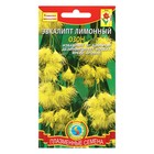 Семена комнатных цветов Эвкалипт "Лимонный", 3 шт. - Фото 2