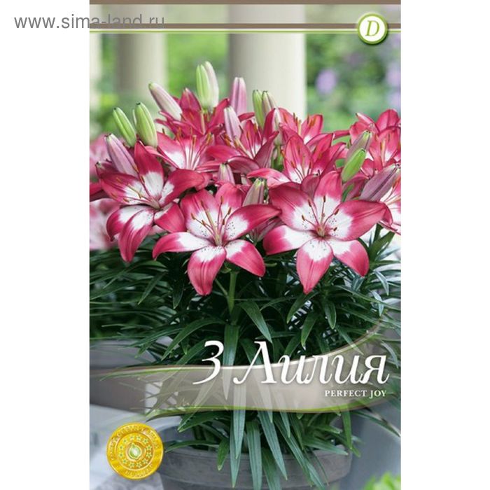 Перфект джой лилия фото Перфект джой лилия фото