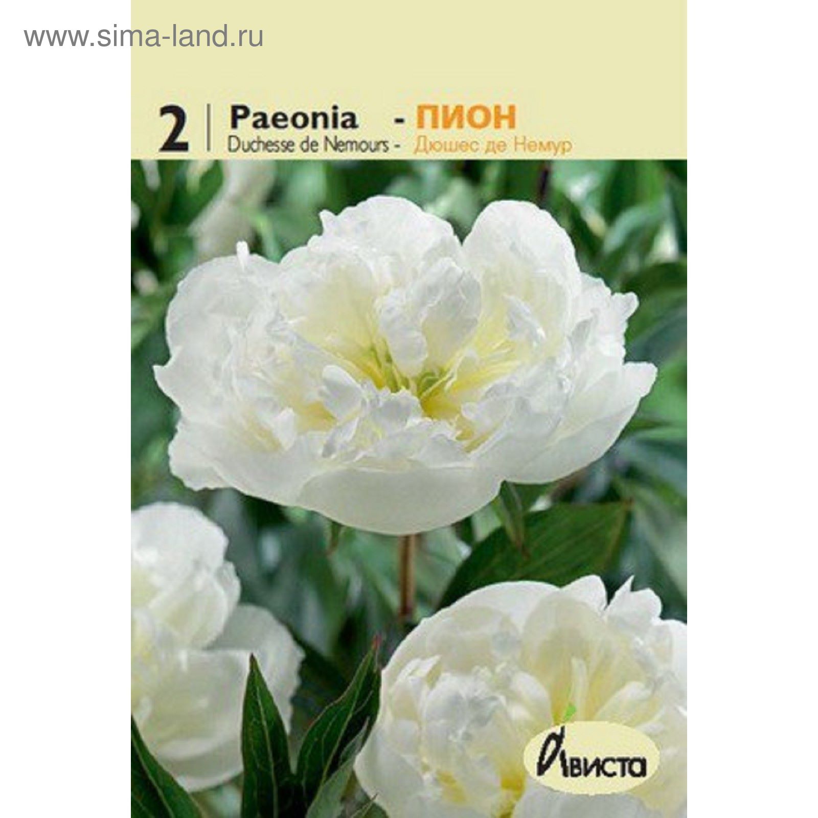 Пион молочноцветковый Дюшес де Немур корень 2-3 почки купить за 990 р. в садовом