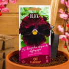 Семена цветов Виола "Махровое кружево", ц/п, 4 шт. - Фото 5