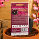 Семена цветов Виола "Махровое кружево", ц/п, 4 шт. - Фото 6