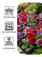 Семена цветов Глоксиния «Брокада», F1, гранулы, 4 шт., «Гавриш» - Фото 3