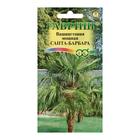 Семена комнатных цветов Вашингтония «Санта-Барбара», 3 шт. - Фото 3