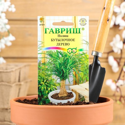 Семена комнатных цветов Нолина "Бутылочное дерево", ц/п,  3 шт.