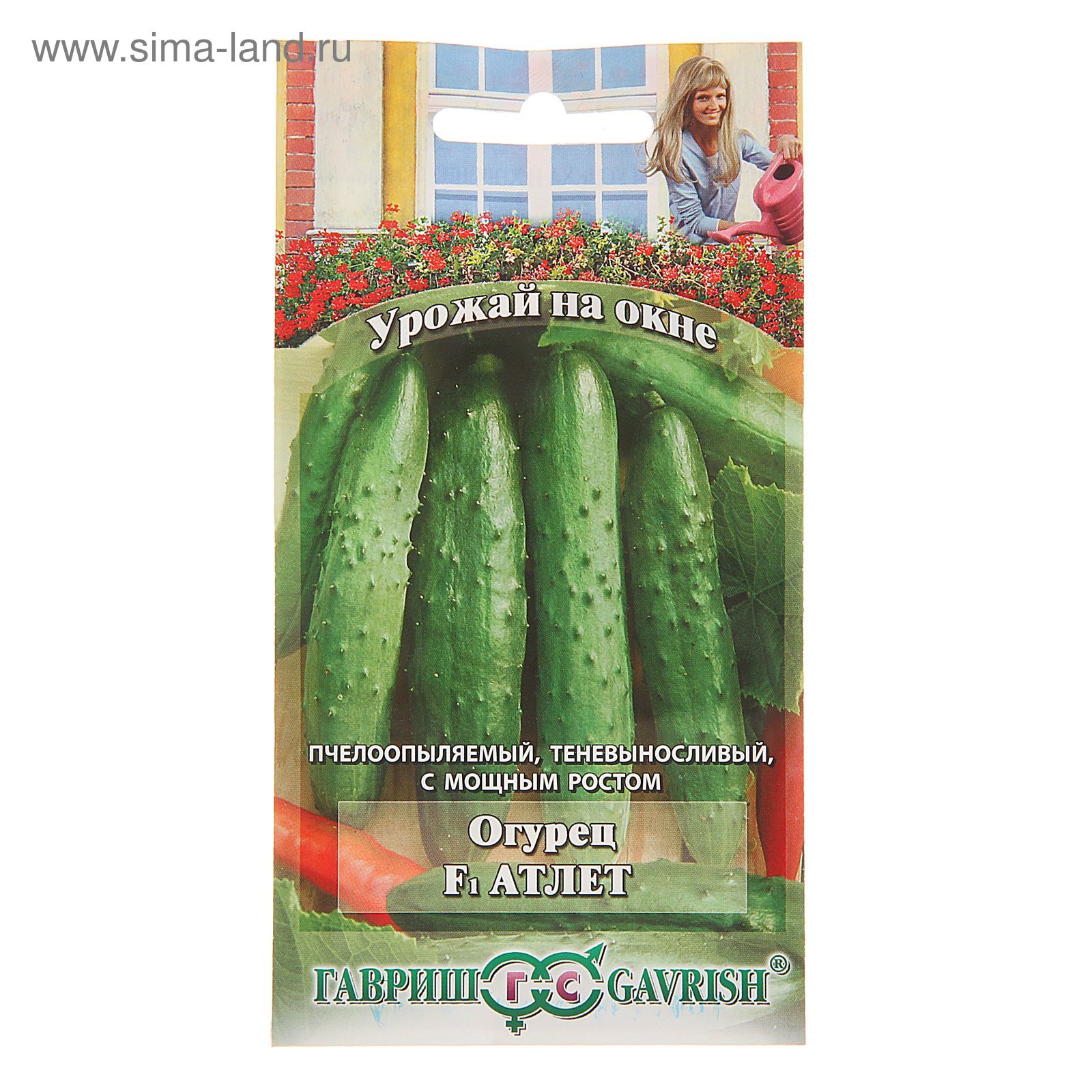 Огурец атлет f1 описание отзывы фото Огурец атлет f1 описание отзывы фото