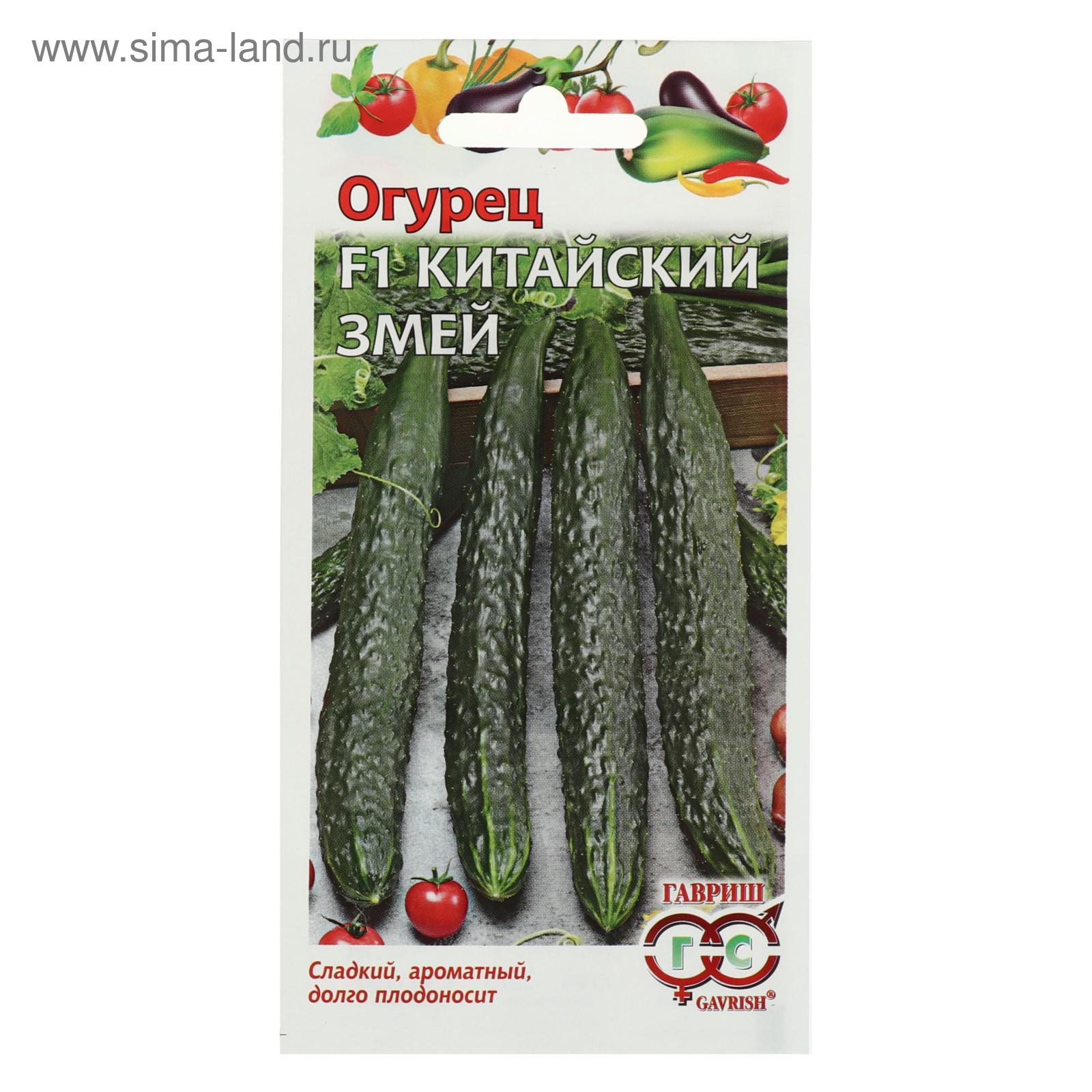 Огурцы Змея Фото